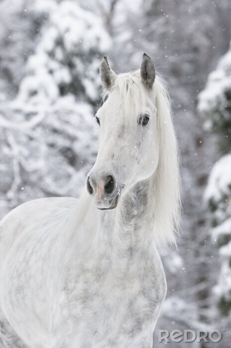 Poster Weißes pferd im schnee