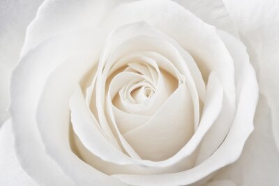 Poster Weißes Rosenblütenblatt als Nahaufnahme