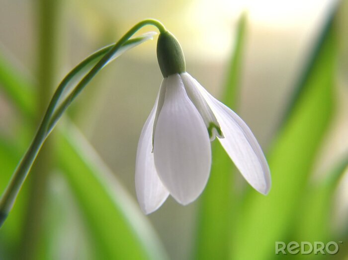 Poster Weißes Schneeglöckchen