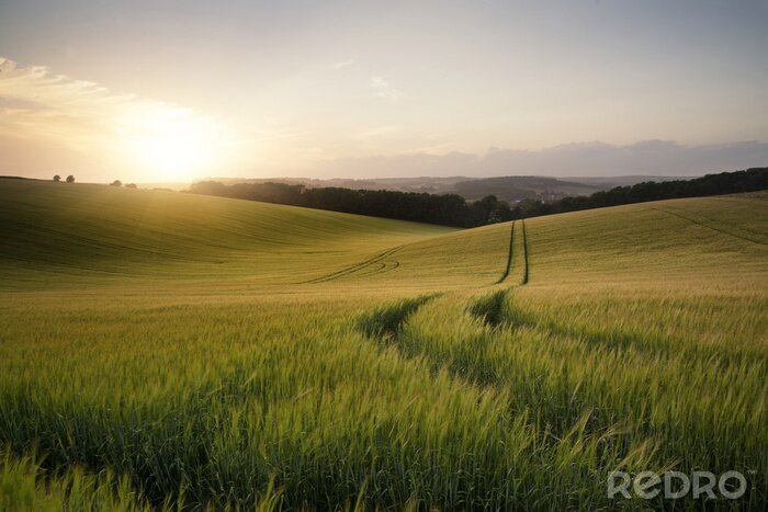 Poster Weites Weizenfeld bei Sonnenuntergang