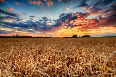 Weizenfelder bei Sonnenuntergang