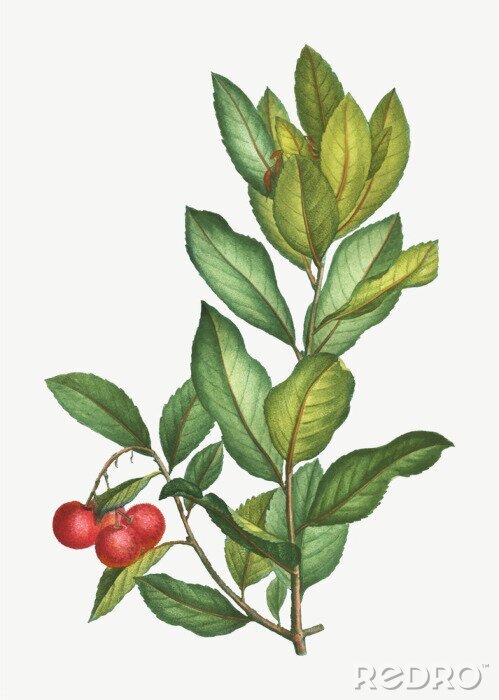Poster Westlicher Erdbeerbaum Zweig mit Früchten