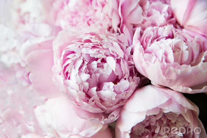 Poster White and pink peonies. Background, wallpaper..