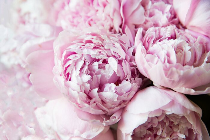 Poster White and pink peonies. Background, wallpaper..