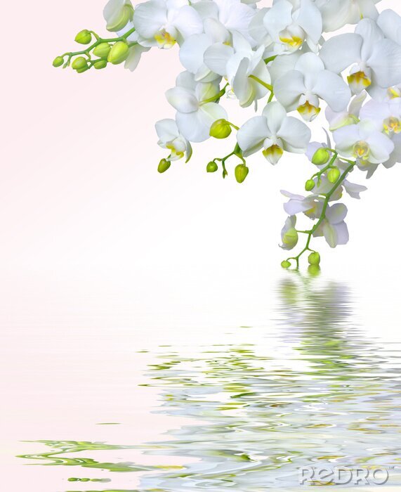 Poster Wiederspiegelung der weißen Blumen in Wasser