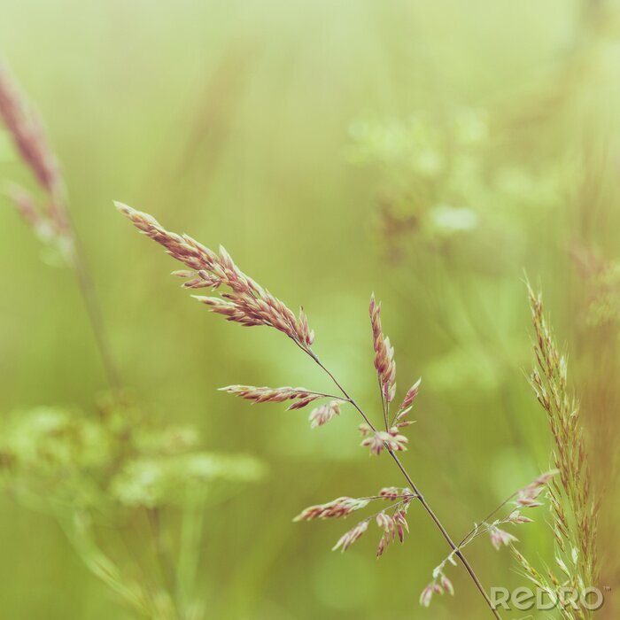 Poster Wiese als Natur