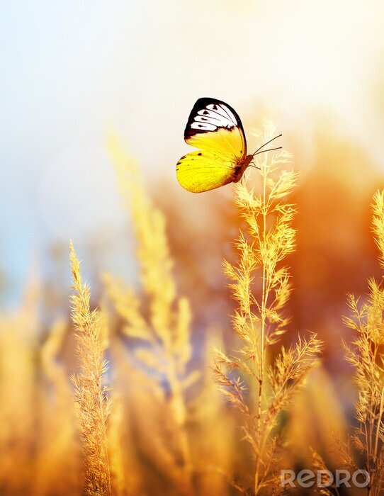 Poster Wiese mit einem Schmetterling