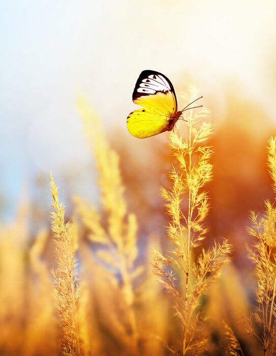 Poster Wiese mit einem Schmetterling