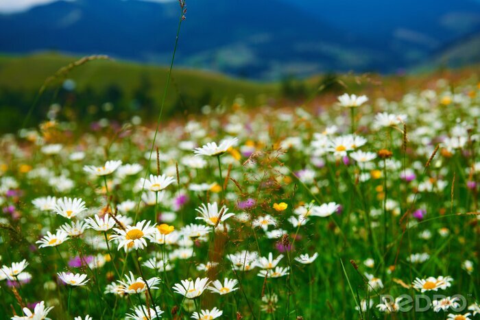 Poster Wiese voller Blumen