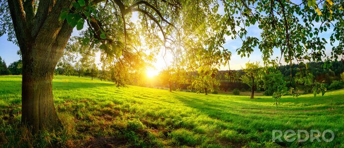 Poster Wiesenlandschaft und Bäume