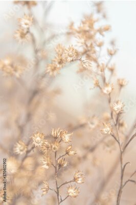 Poster Wildblumen nach der Blüte