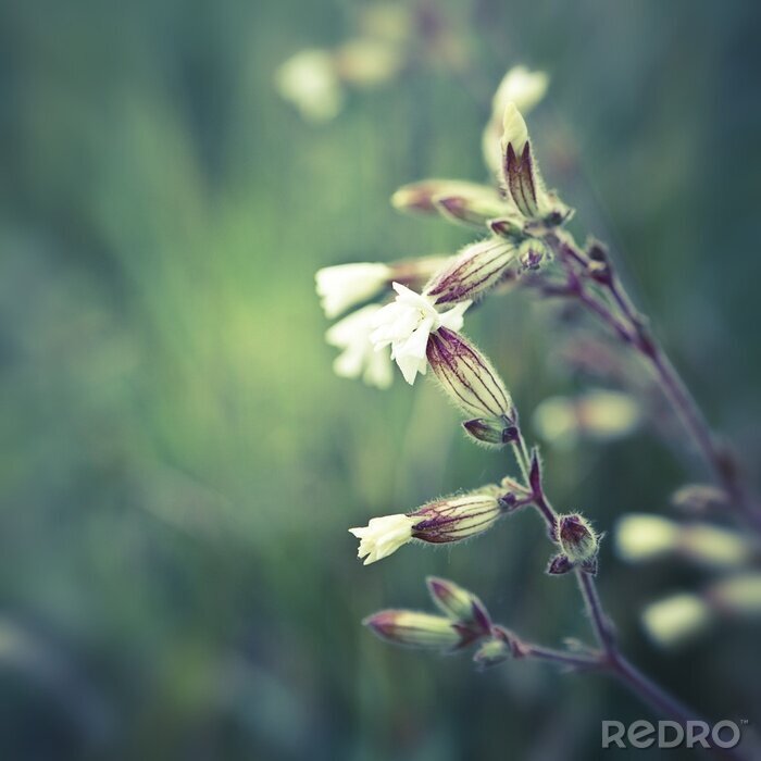 Poster Wilde Blumen als Natur