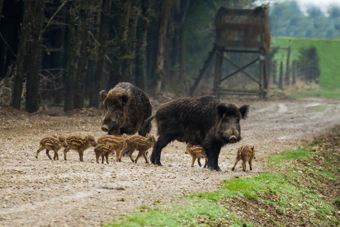 Poster Wilde Tiere in einer Herde