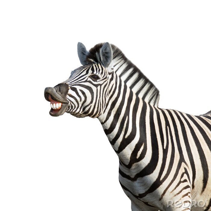 Poster Wilde Tiere Zebra mit gefletschten Zähnen