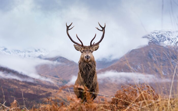 Poster Wilder Rehbock vor dem Hintergrund einer Berglandschaft