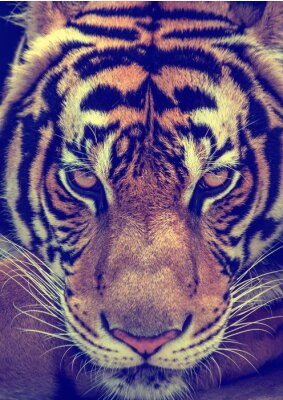 Poster Wilder Tiger aus nächster Nähe