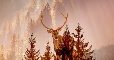 Poster Wildes Säugetier vor dem Hintergrund des Waldes