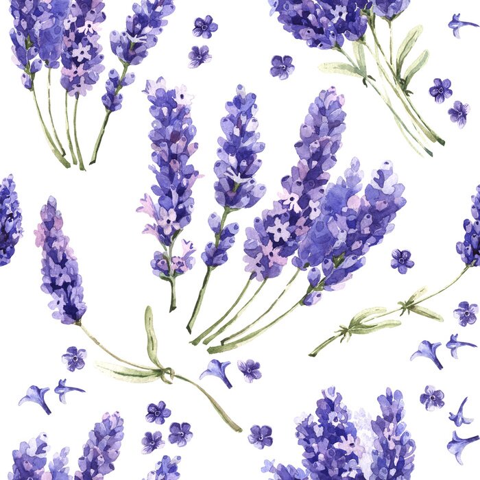 Poster Wildflower Lavendel Blumenmuster in einem Aquarell-Stil isoliert.