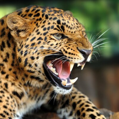 Poster Tier ein lauernder Leopard nach Maß | Poster