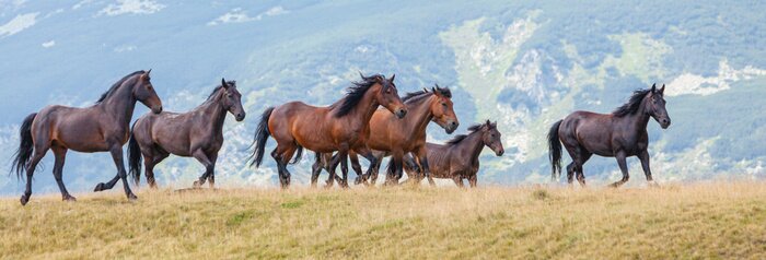 Poster Wildpferde in Bergen