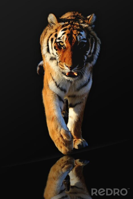 Poster Wildtier gehender Tiger