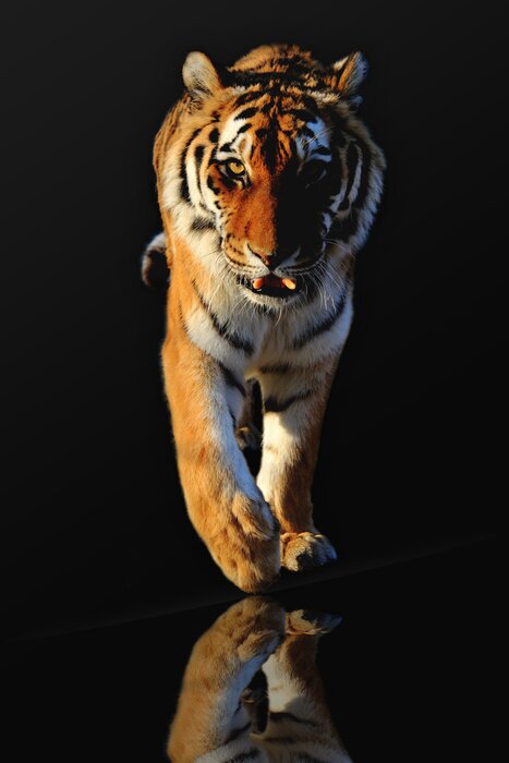 Poster Wildtier gehender Tiger