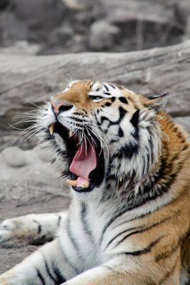 Poster Wildtier Sibirischer Tiger
