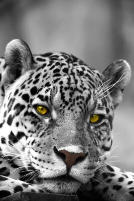 Poster Wildtier starrender Leopard