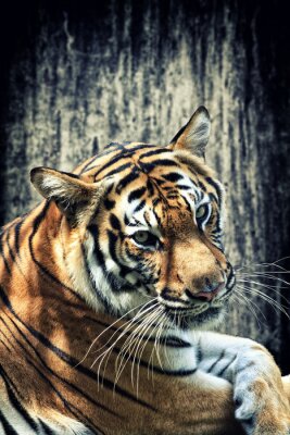 Poster Wildtier-Tiger