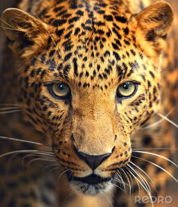 Poster Wildtiere gefleckter Leopard goldenes Fell