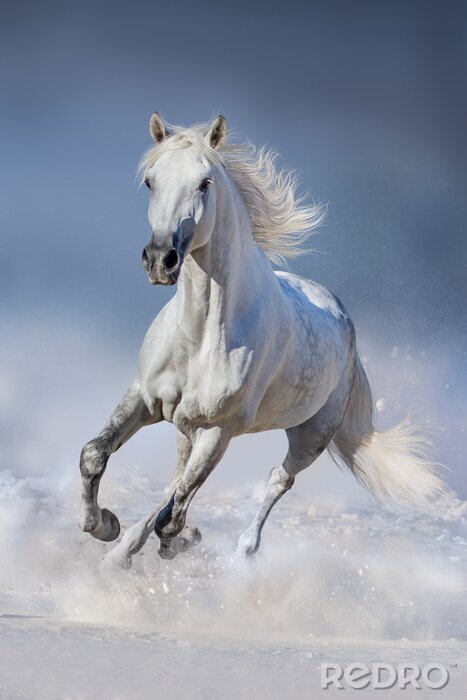 Poster Wildtiere Pferde im Schnee