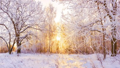 Winter im Wald bei Sonnenaufgang
