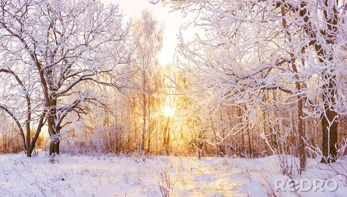 Poster Winter im Wald bei Sonnenaufgang