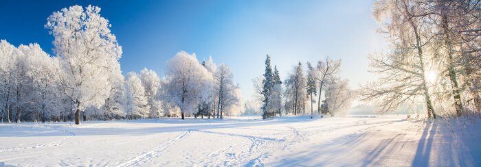 Poster Winterbäume im Park