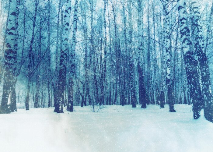 Poster Winterbirken Fotografie in Himmelblau