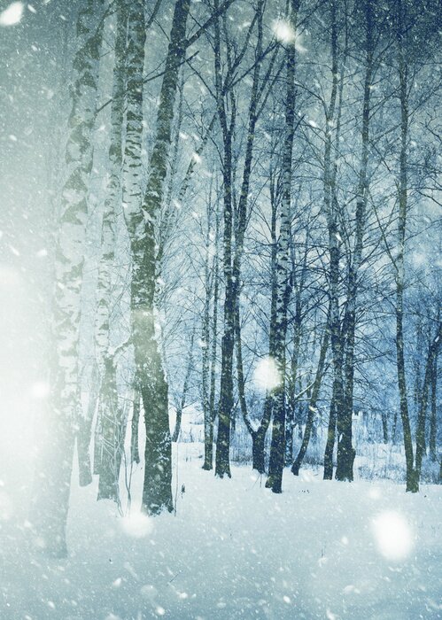 Poster Winterbirken während eines Schneesturms