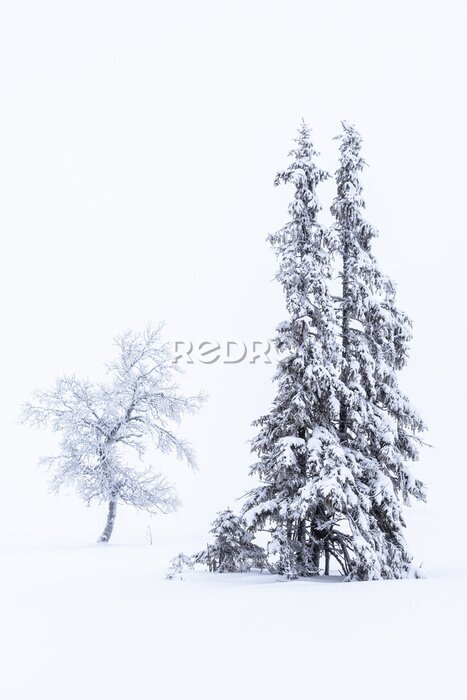 Poster Winterliche Schönheit
