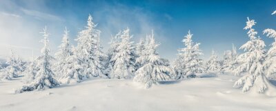 Poster Winterliche weiße Bäume unter blauem Himmel