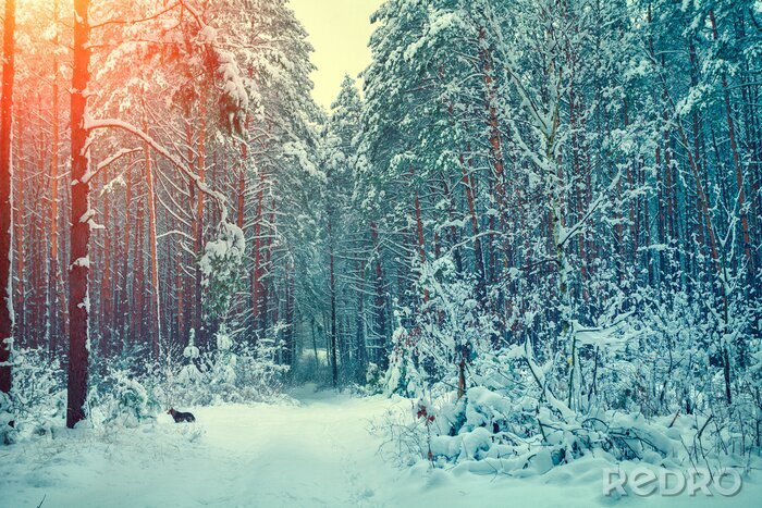 Poster Winterlicher Wald mit Wolf