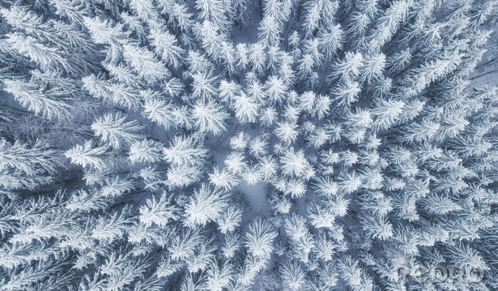 Poster Winterwald aus der Luft gesehen