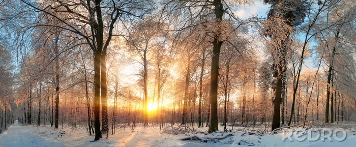 Poster Winterwald im Licht der untergehenden Sonne