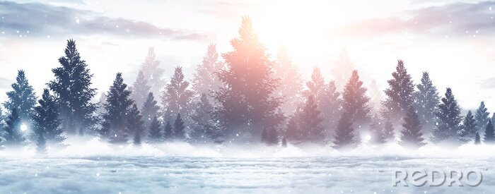 Poster Winterwald in der Sonne