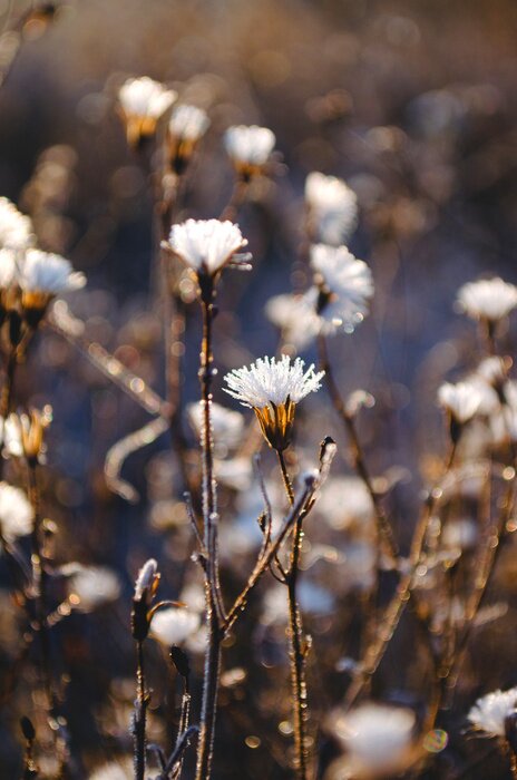 Poster Winzige Wildblumen auf einer Herbstwiese