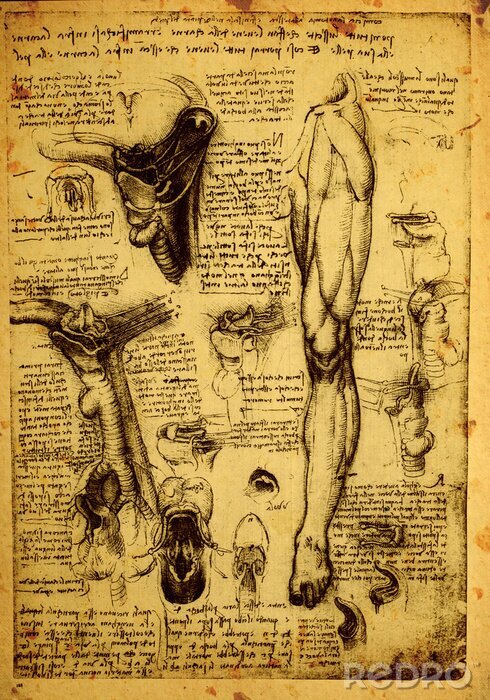 Poster Wissenschaft Anatomie auf Zeichnungen