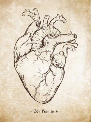 Poster Wissenschaft Kardiologie und anatomisches Herz