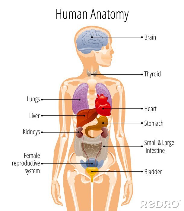 Poster Wissenschaft menschliche Anatomie