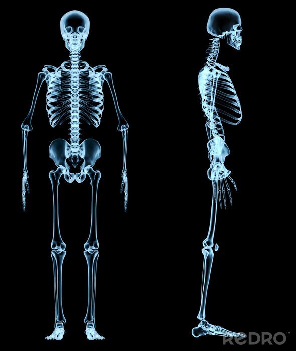 Poster Wissenschaft menschliche Knochen