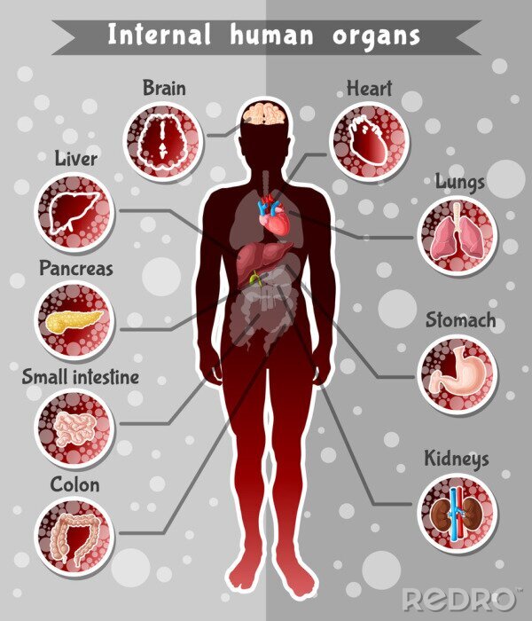 Poster Wissenschaft menschliche Organe
