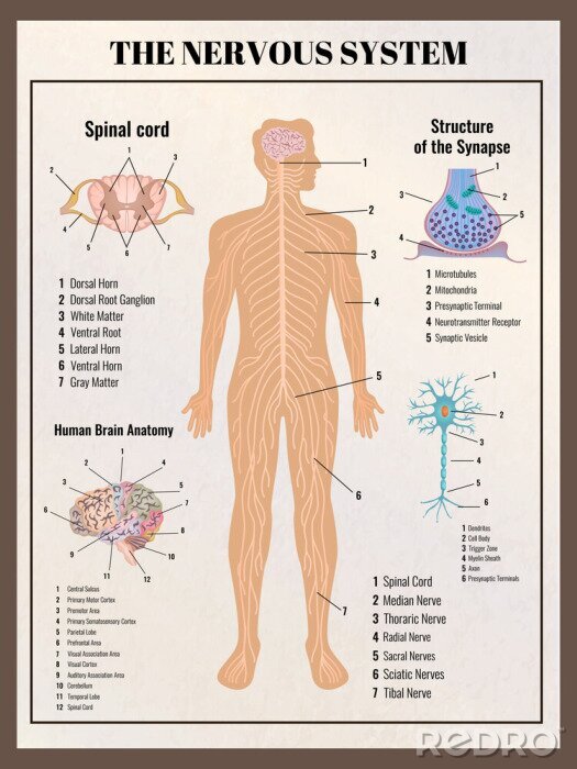 Poster Wissenschaft vom menschlichen Nervensystem