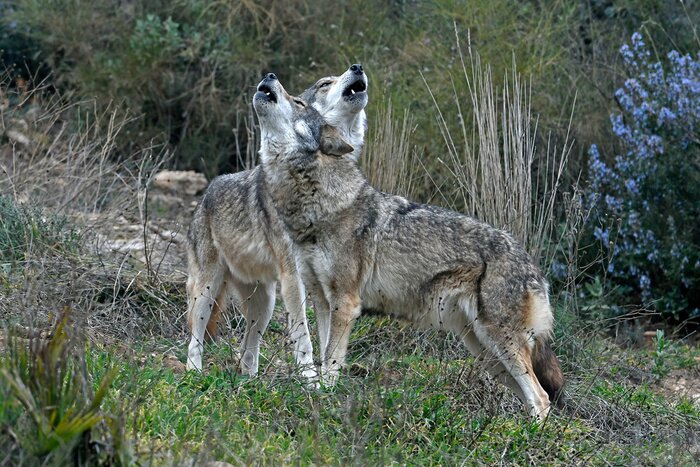 Poster Wölfe im Gras